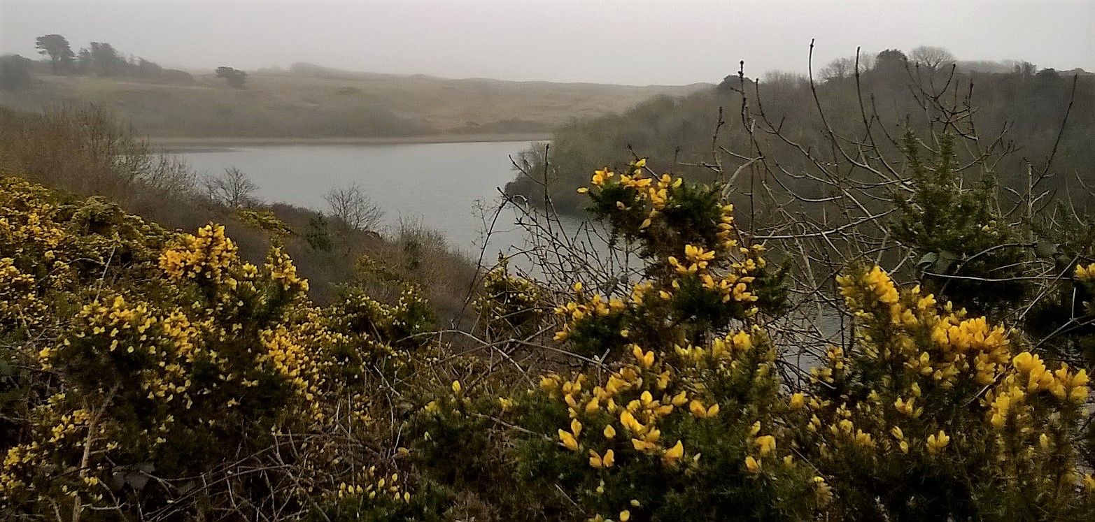 Lilly Ponds